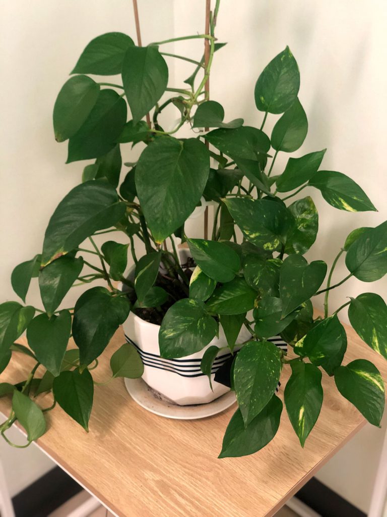 Office plants, why are they so important?